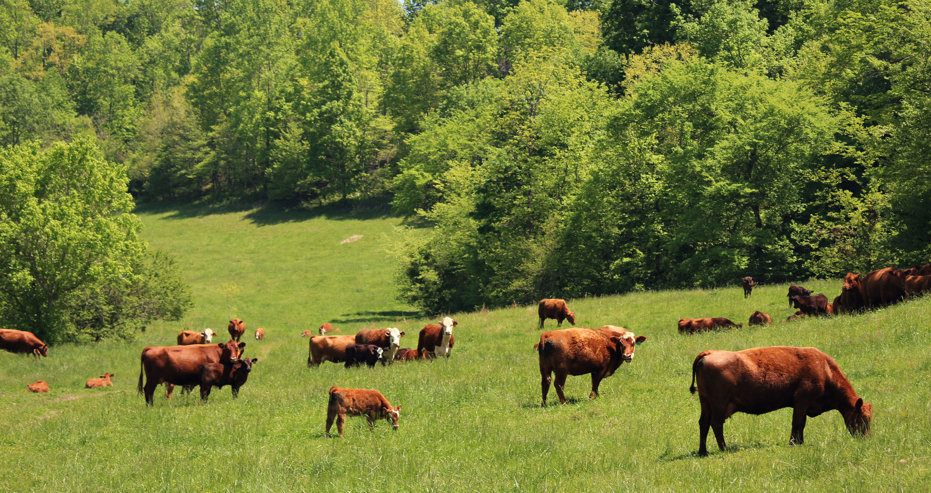 Grass-fed Beef - Local